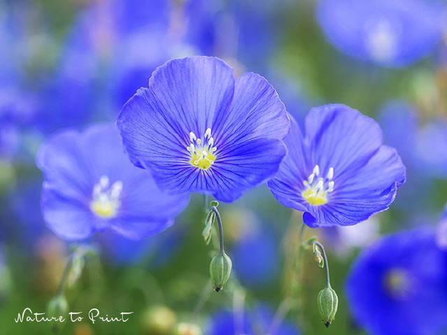 Blumenbild: Blauer Lein wie Himmelsaugen