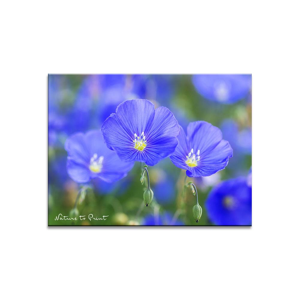 Blauer Lein wie Himmelsaugen | Blumenbild auf Leinwand, Kunstdruck, FineArt, Acrylglas, Alu-Dibond, Blumenkissen, Fototapete