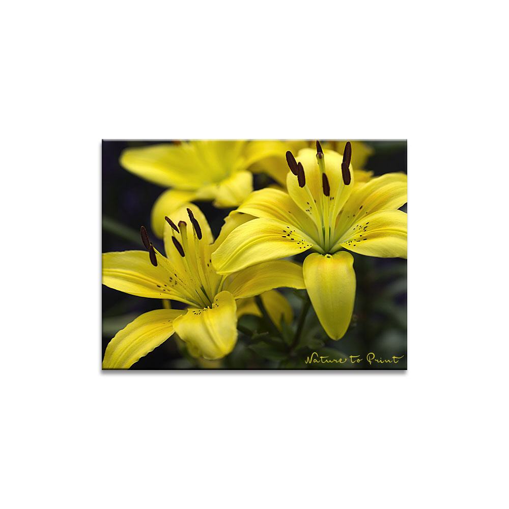 Goldstückchen Blumenbild auf Leinwand, Kunstdruck oder FineArt