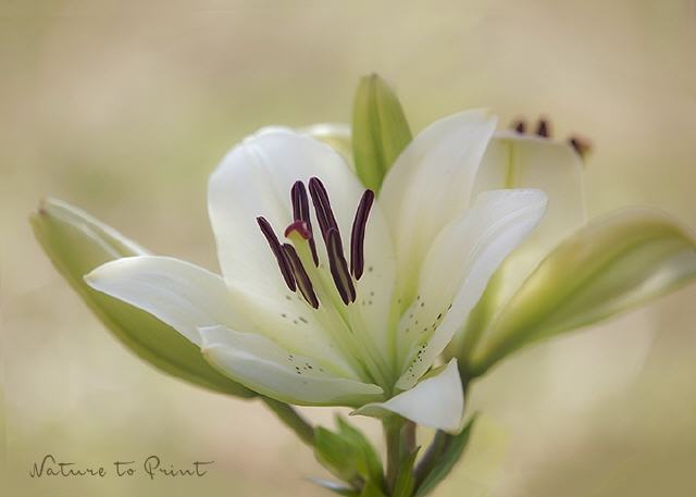 Blumenbild Lilie in Cremeweiß