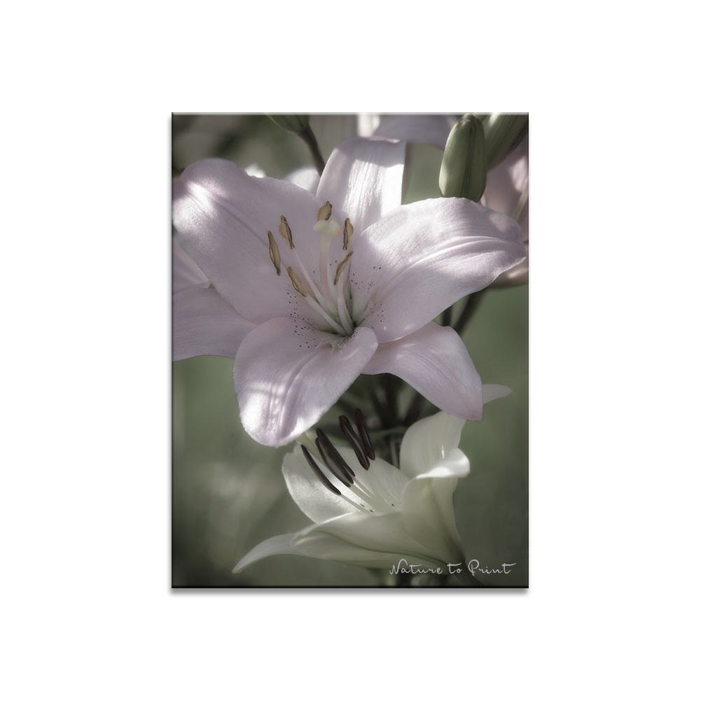 Lilienliebe in Pastell Blumenbild auf Leinwand, Kunstdruck oder FineArt