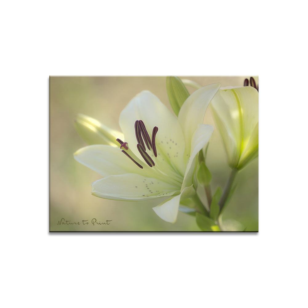 Das Funkeln der Lilie Blumenbild auf Leinwand, Kunstdruck, Acrylglas, Alu, Kissen