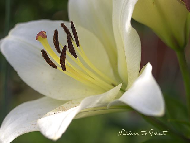 Blumenbild Elegante Lilie