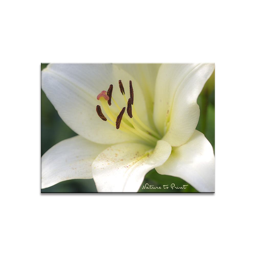 White Lily Blumenbild auf Leinwand, Kunstdruck oder FineArt