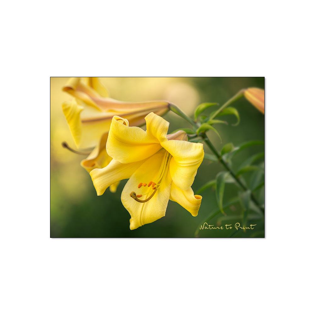 Golden Sound Blumenbild auf Leinwand, Kunstdruck oder FineArt