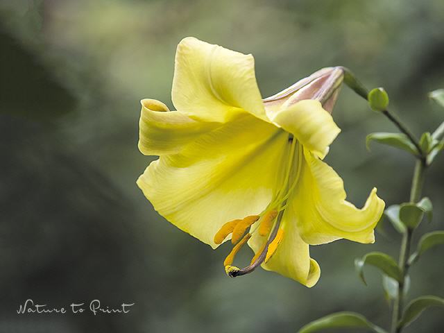 Blumenbild Trompetenlilie
