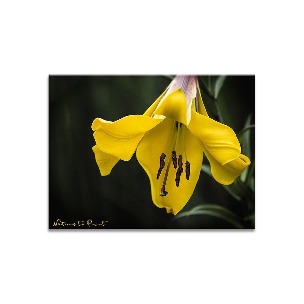 Goldgelbe Trompetenlilie | Blumenbild auf Leinwand, Kunstdruck, FineArt, Acrylglas, Alu, Fototapete, Kissen