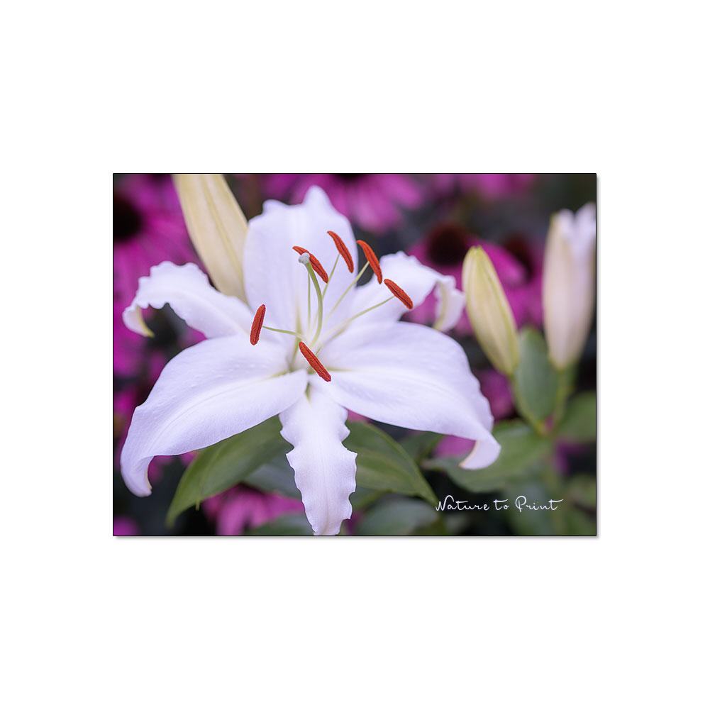 Weiße Lilie Blumenbild auf Leinwand, Kunstdruck oder FineArt