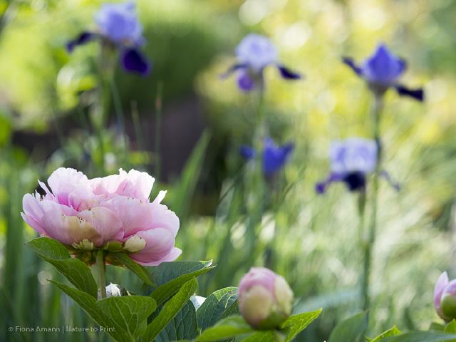 Blumenbild Rosa Pfingstrosen mit blauer Iris