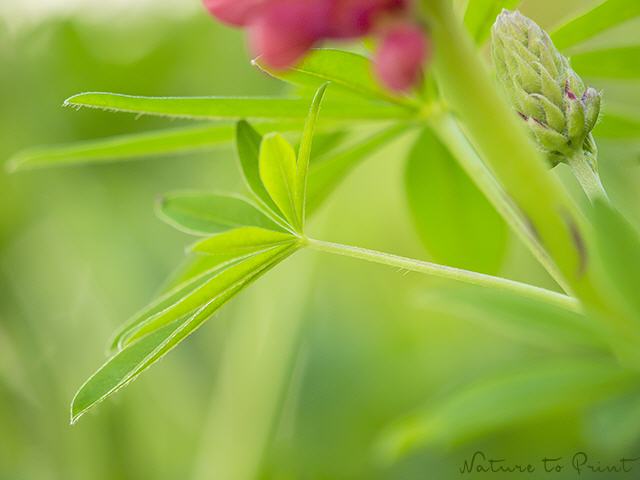 Blumenbild Knopse einer Lupine im dichten Grün