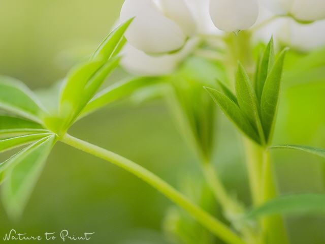 Blumenbild Im Blätterwald einer weißen Lupine