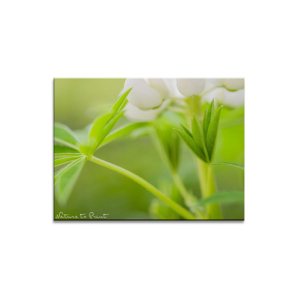 Blätterwald einer weißen Lupine | Blumenbild auf Leinwand, Kunstdruck, FineArt, Acrylglas, Alu-Dibond, Blumenkissen, Fototapete