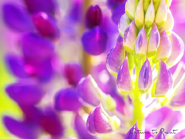 Blumenbild Violette Lupine