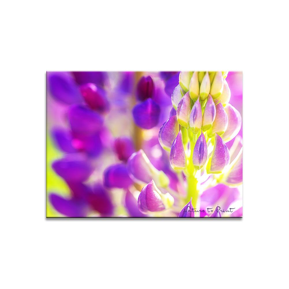 Violette Lupine | Blumenbild auf Leinwand, Kunstdruck, FineArt, Acrylglas, Alu-Dibond, Blumenkissen, Fototapete