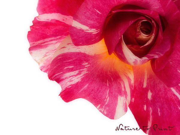 Rosenbild Malerrose mit Candystripes, quer