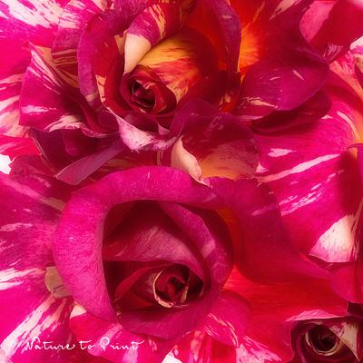 Rose pink Candystripes, Kissen mit Inlett