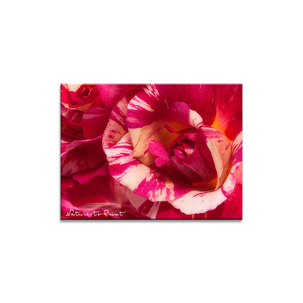 Rosenbild Geflammte Rose Wildes Durcheinander | Malerrose