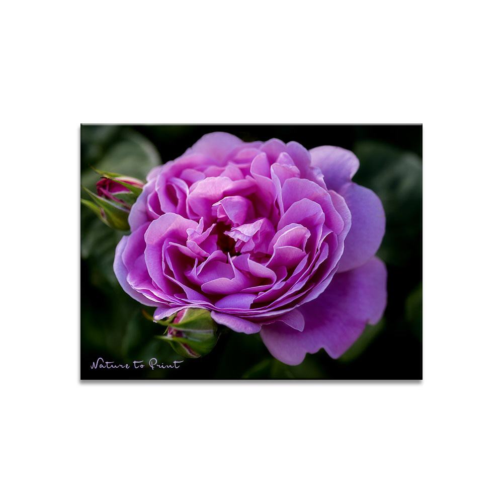 Rosenbild: Mary Rose im Schattengarten