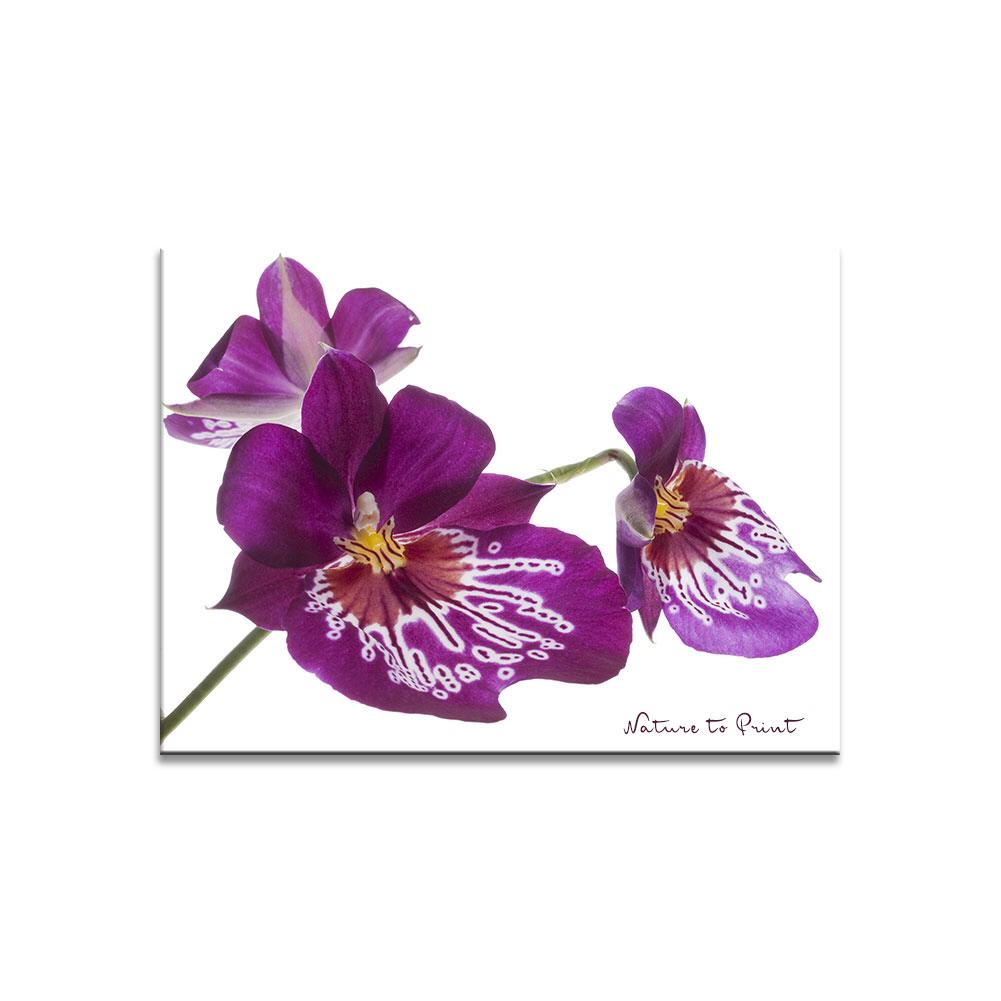 Orchideen-Wandbild: Orchidee Miltonia in Lila