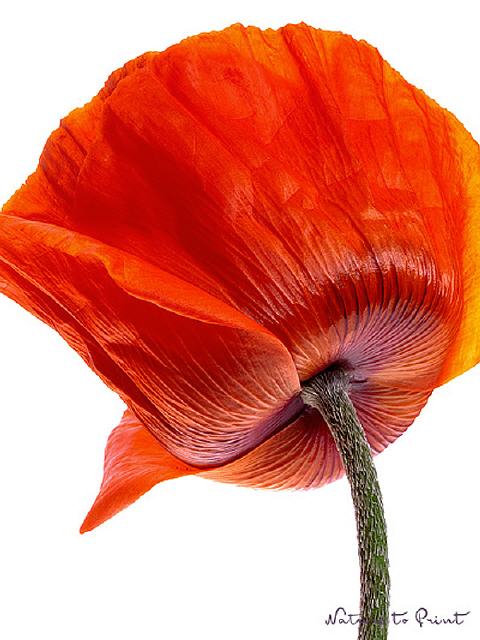 Blumenbild Roter Türkenmohn, freigestellt