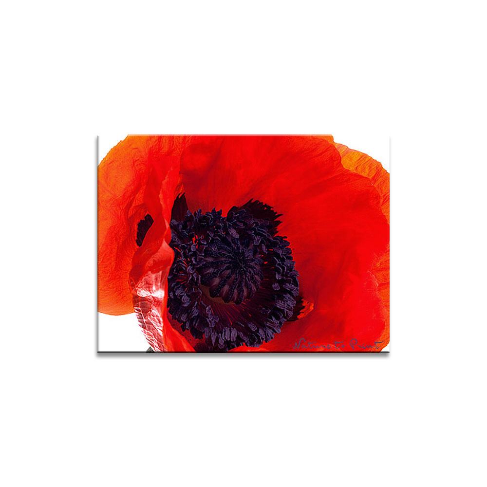 Roter Mohn | Blumenbild auf Leinwand, Kunstdruck, FineArt, Acrylglas, Alu, Fototapete, Kissen