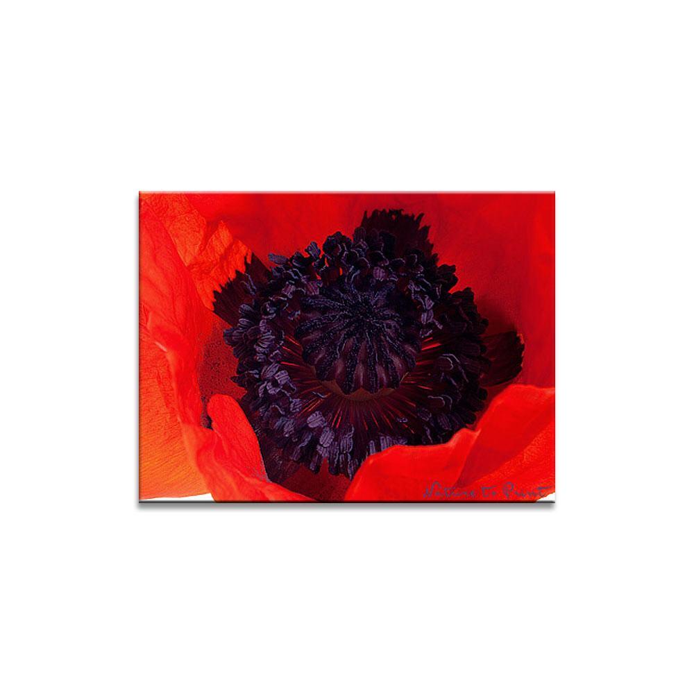 Verliebt in Türkischen Mohn | Blumenbild auf Leinwand, Kunstdruck, FineArt, Acrylglas, Alu, Fototapete, Kissen