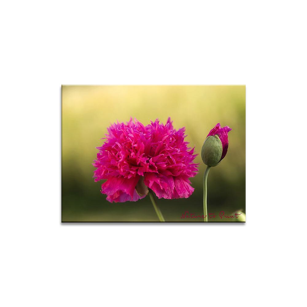 Gefüllter Mohn in der Savanne Blumenbild auf Leinwand, Kunstdruck, Acrylglas, Alu, Kissen