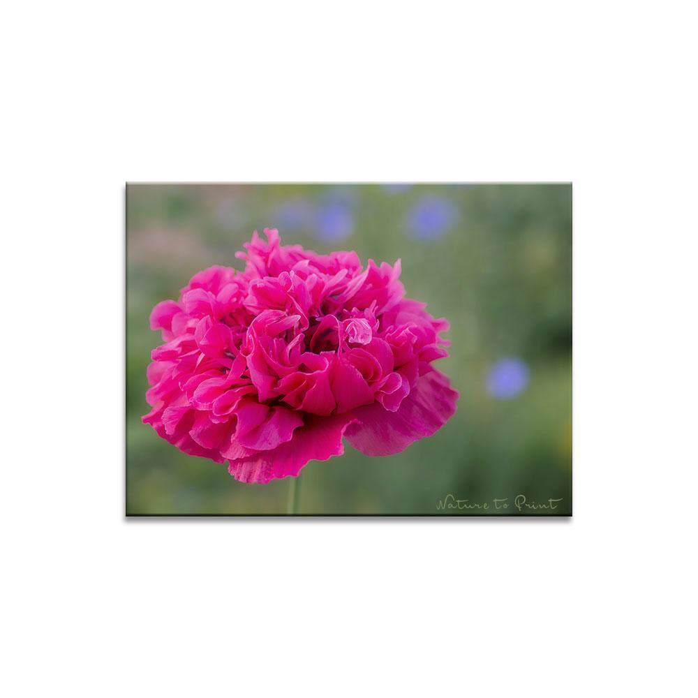 Pinker Päonienmohn Blumenbild auf Leinwand, Kunstdruck, Acrylglas, Alu, Kissen