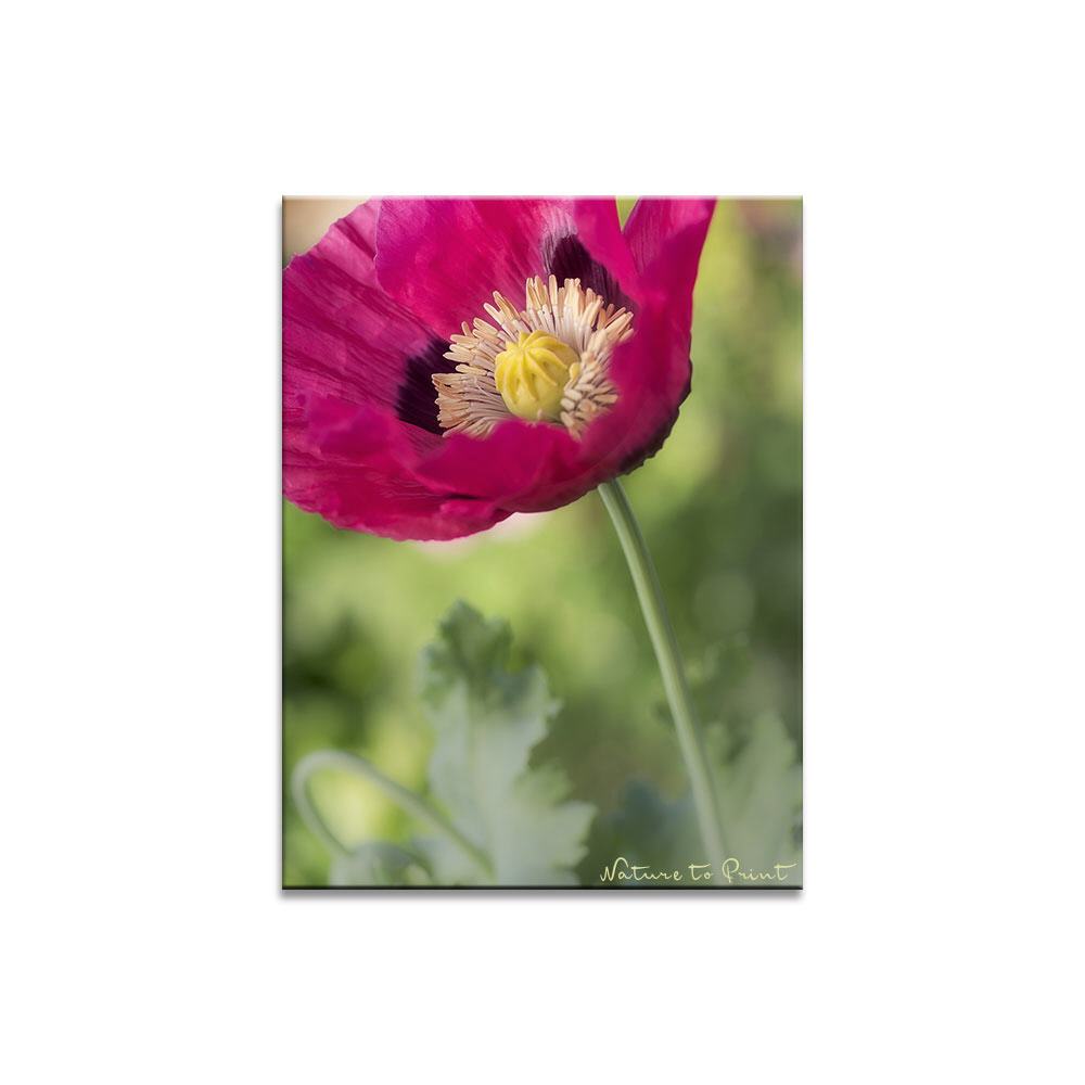 Pinker Mohn Blumenbild auf Leinwand, Kunstdruck, Acrylglas, Alu, Kissen