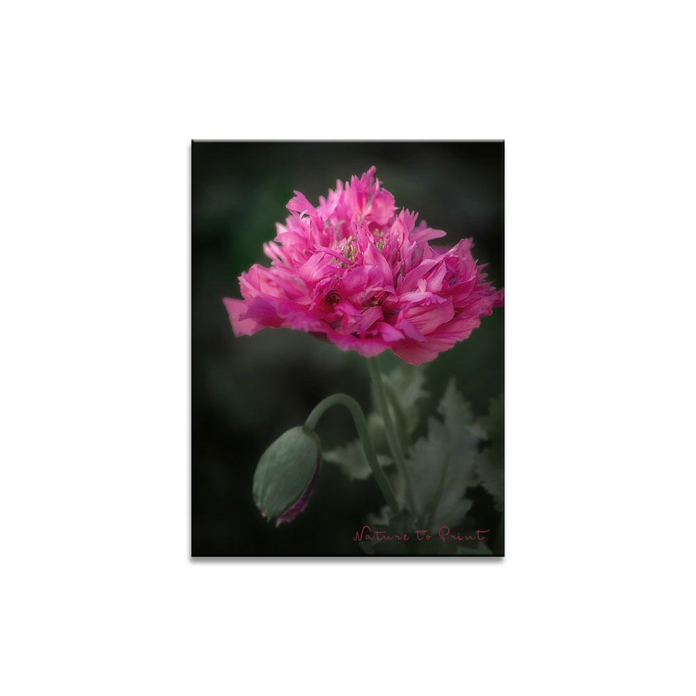 Rosa Pfingstrosenmohn |  Blumenbild auf Leinwand, Kunstdruck, FineArt, Acrylglas, Alu, Fototapete, Kissen
