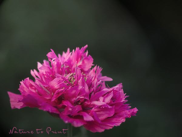 Blumenbild Rosa Päonienmohn, Querformat