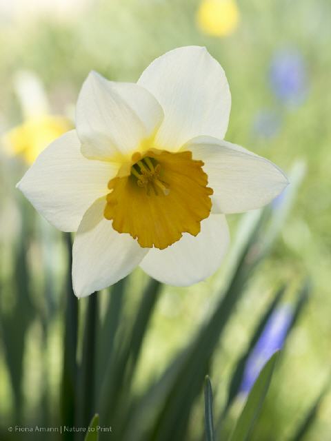 Frühlingsbild Weiße Osterglocke