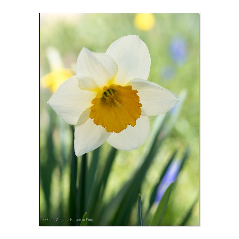 Weiße Osterglocke | Blumenbild auf Leinwand, Kunstdruck, FineArt, Acrylglas, Alu-Dibond, Blumenkissen, Fototapete