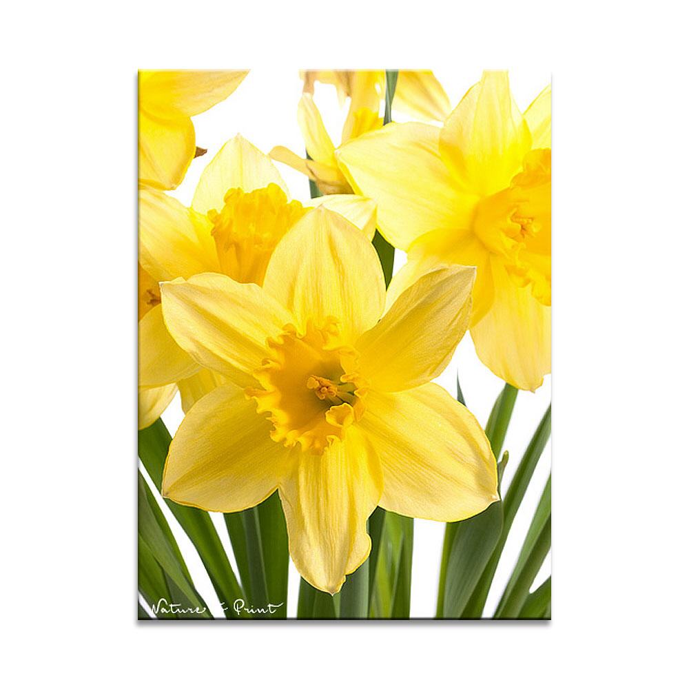 Gelber Osterstrauß | Blumenbild auf Leinwand, FineArt, Fototapete, Kunstdruck, Blumenkissen