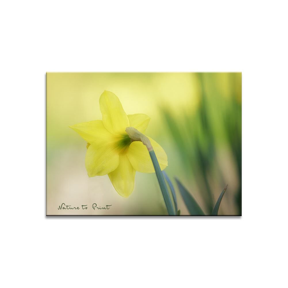Ein Hauch Frühling mit Narzisse Blumenbild auf Leinwand, Kunstdruck, Acrylglas, Alu, Kissen
