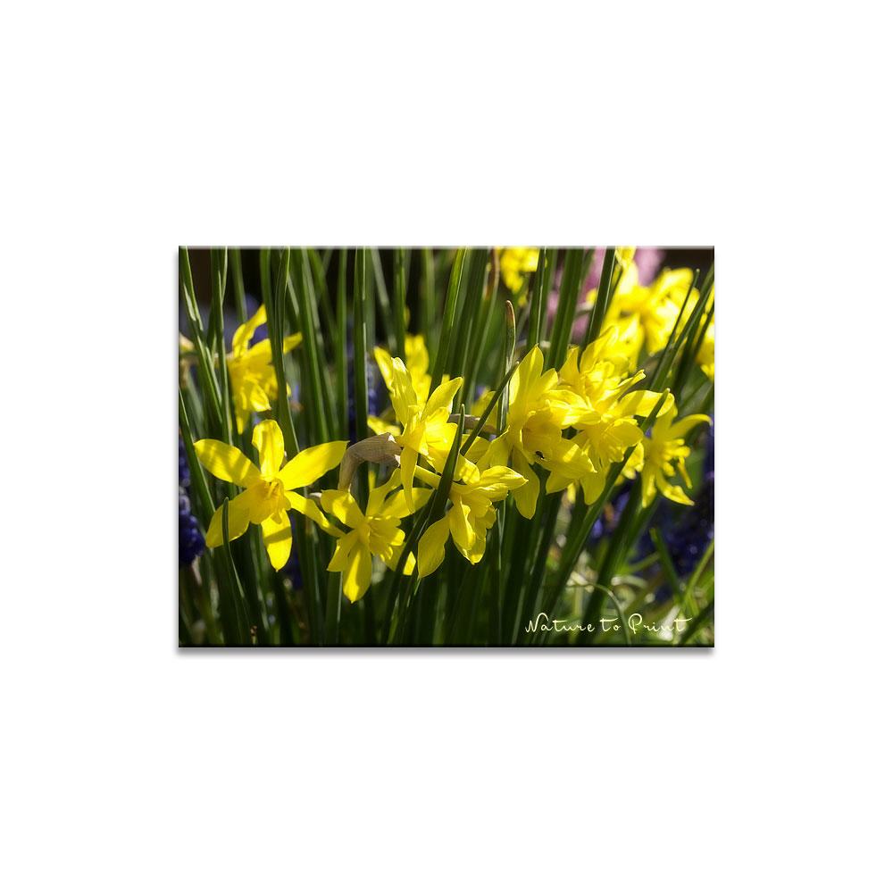 Frühlingsband in Leuchtendgelb Blumenbild auf Leinwand, Kunstdruck, Acrylglas, Alu, Kissen