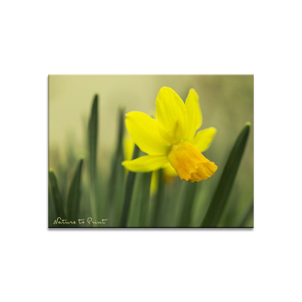 Tete-a-tete im Frühlingsgarten | Blumenbild auf Leinwand, FineArt, Fototapete, Kunstdruck, Blumenkissen