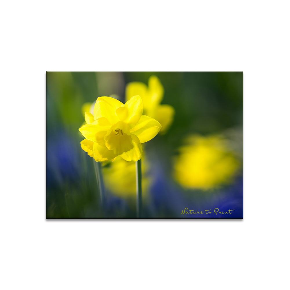 Windiger Frühlingstag mit Narzissen | Blumenbild auf Leinwand, FineArt, Fototapete, Kunstdruck, Blumenkissen