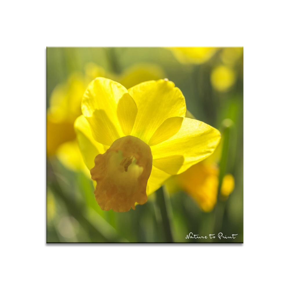 Frühling mit Narzissen | Blumenbild auf Leinwand, FineArt, Fototapete, Kunstdruck, Blumenkissen
