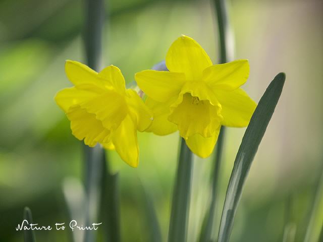 Blumenbild Goldener Frühlingstag mit Narzissen