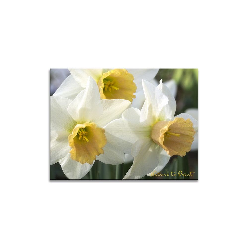 Frühlingsfreuden Blumenbild auf Leinwand, Kunstdruck, Acrylglas, Alu, Kissen
