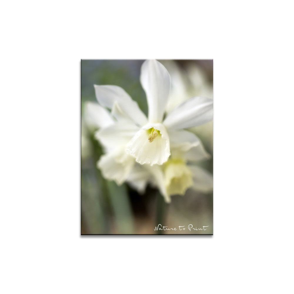Weiße Narzissen Blumenbild auf Leinwand, Kunstdruck oder FineArt