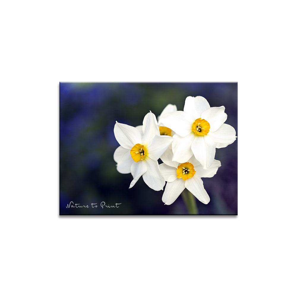 Frühlingsbild Strahlendweiße Narzissen Blumenbild auf Leinwand, Kunstdruck oder FineArt