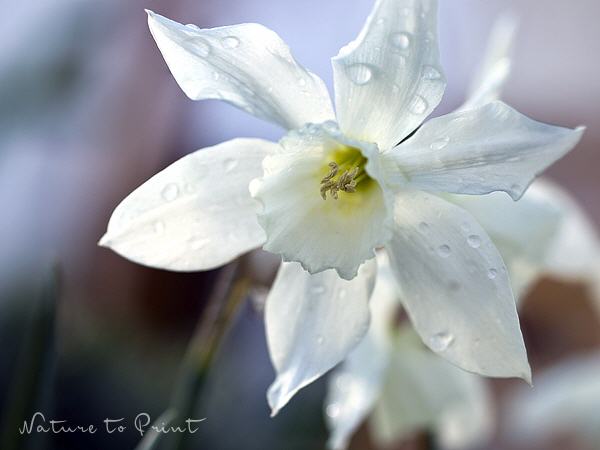 Blumenbild Narzisse mit Regentropfen