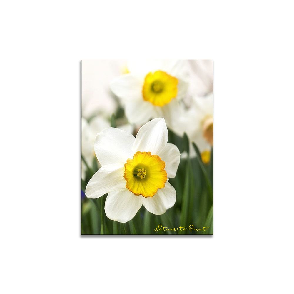 Glück mit Dichternarzissen | Blumenbild auf Leinwand, FineArt, Fototapete, Kunstdruck, Blumenkissen