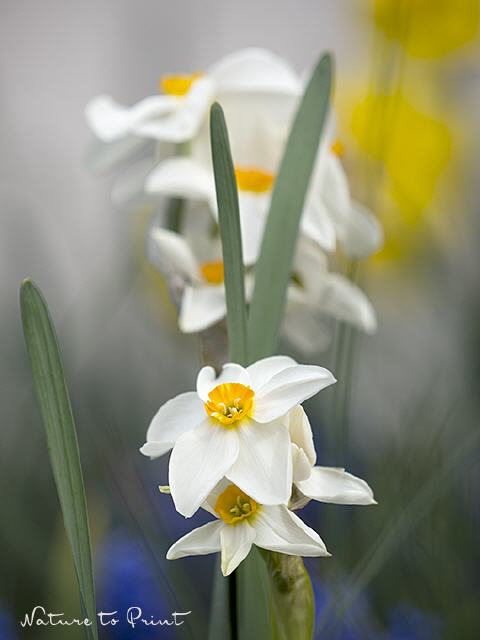 Frühlingsbild Weiße Narzisse im Frühlingstaumel