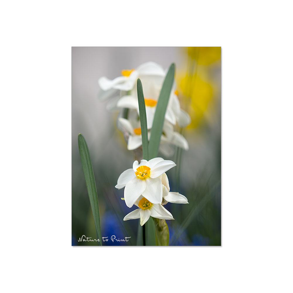 Weiße Narzisse im Frühlingstaumel Blumenbild auf Leinwand, Kunstdruck oder FineArt