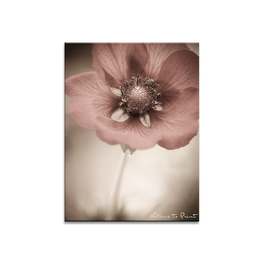 Blumenbild: Elegante Sommerblume in Sepia