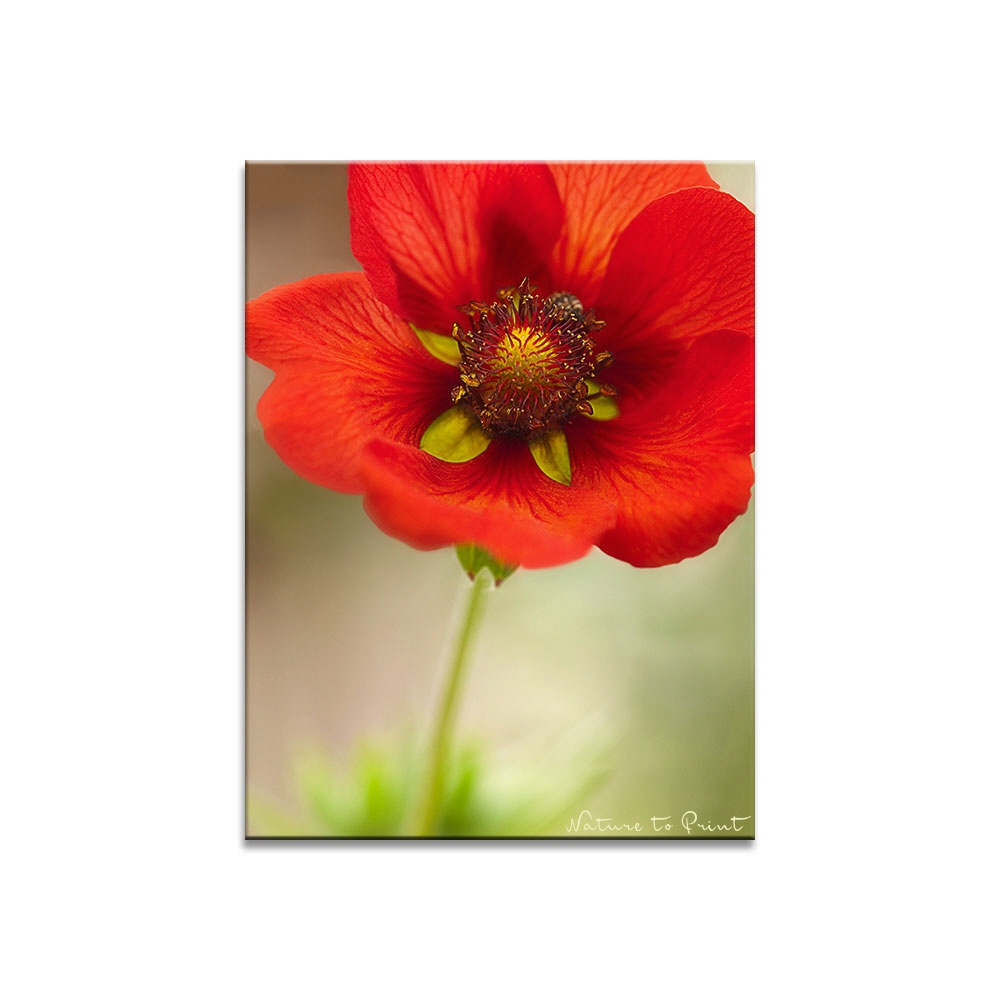 Blumenbild Rote Nelkenwurz
