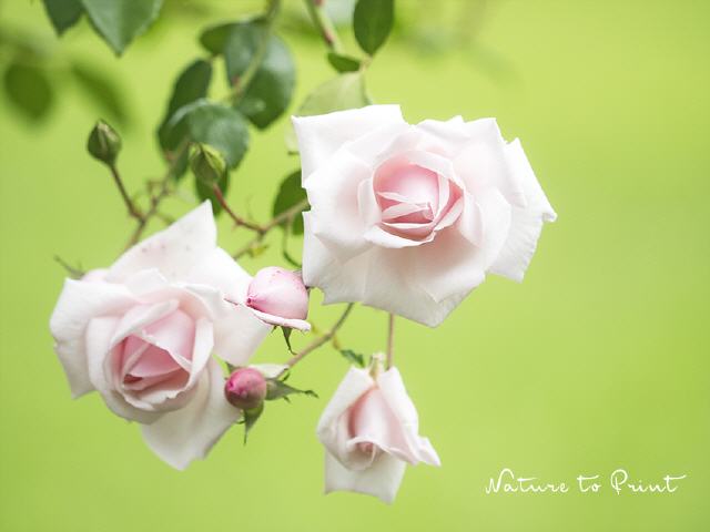 Spätes Glück mit rosa Rosen, Rosenbild New Dawn